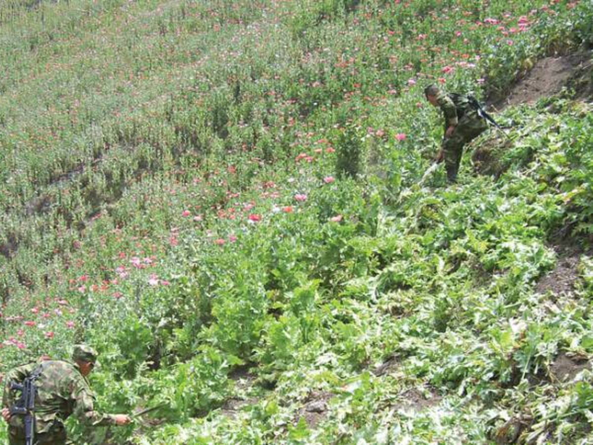 ¿Qué hacer con los cultivos ilícitos?, opinan los partidos