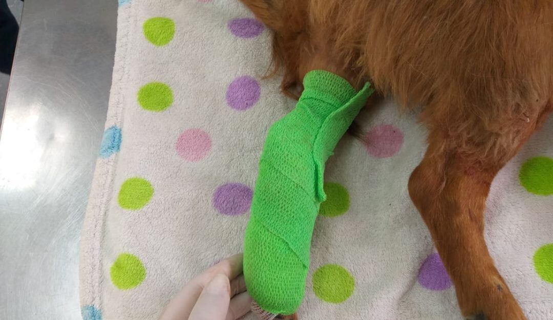 Canino atropellado en el barrio San José de Manizales