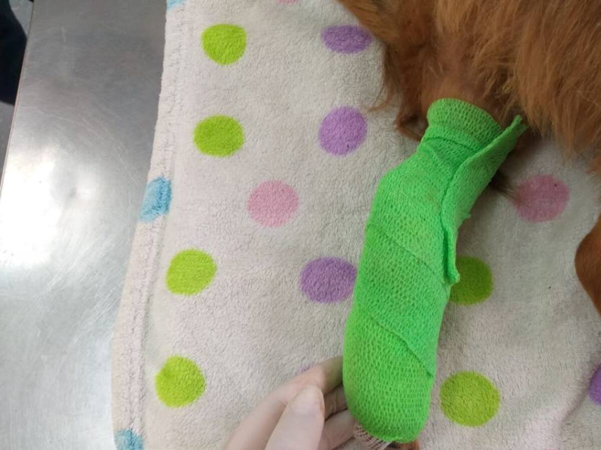 Concejal denunció que un perro fue atropellado por conductor de un vehículo