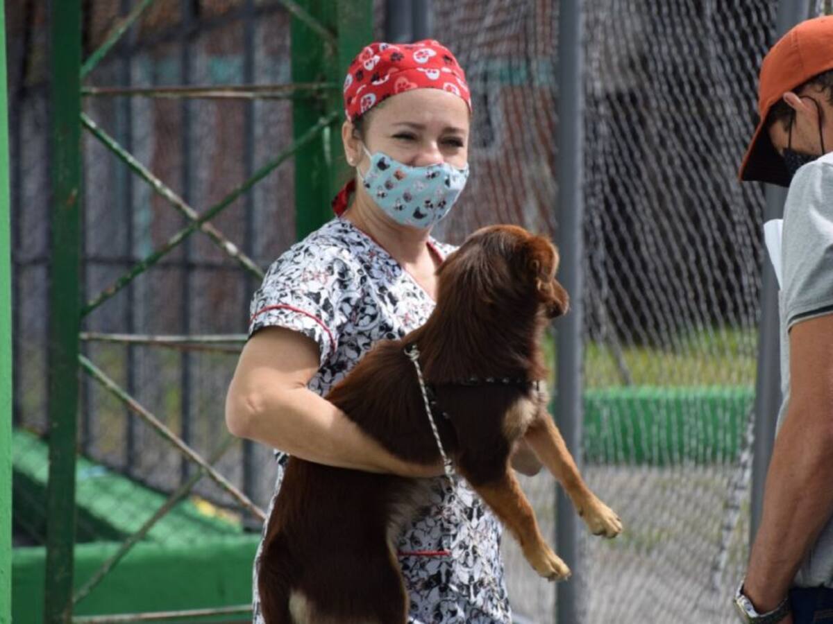 Jornadas gratuitas de atención animal en los municipios de Caldas