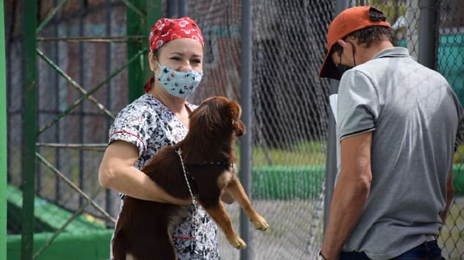 Esterilización de animales