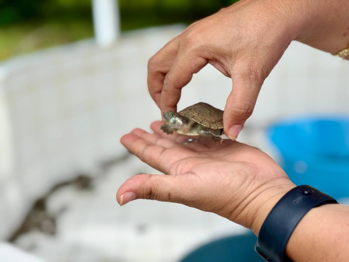Aqualia apoya liberación de 1.715 tortugas de río en el Bajo Sinú para conservar especie en peligro