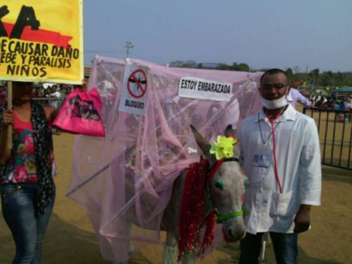 El burro zika se destacó en el festival de San Antero