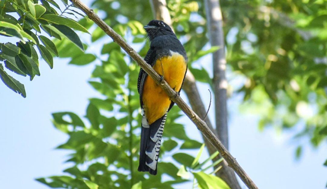 Avistamiento de aves