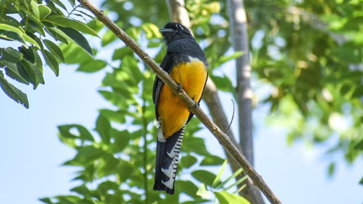 Santa Marta de los mejores lugares para avistamiento de aves en el mundo