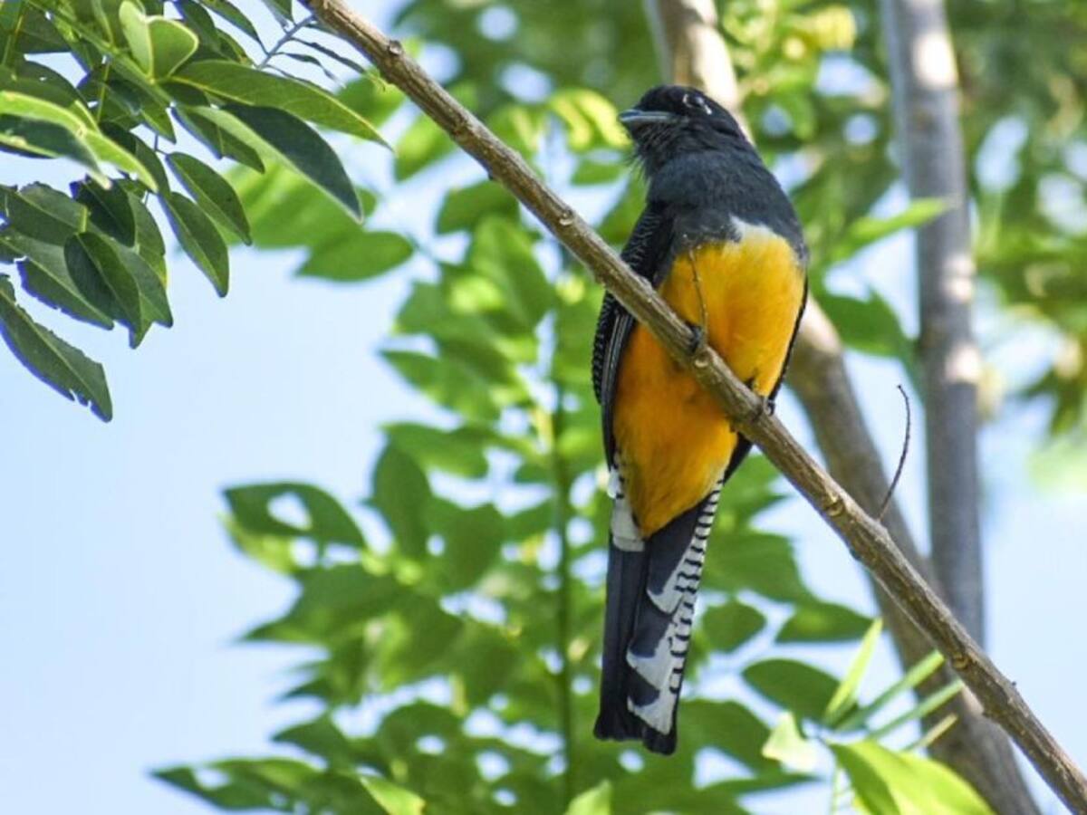 Santa Marta de los mejores lugares para avistamiento de aves en el mundo