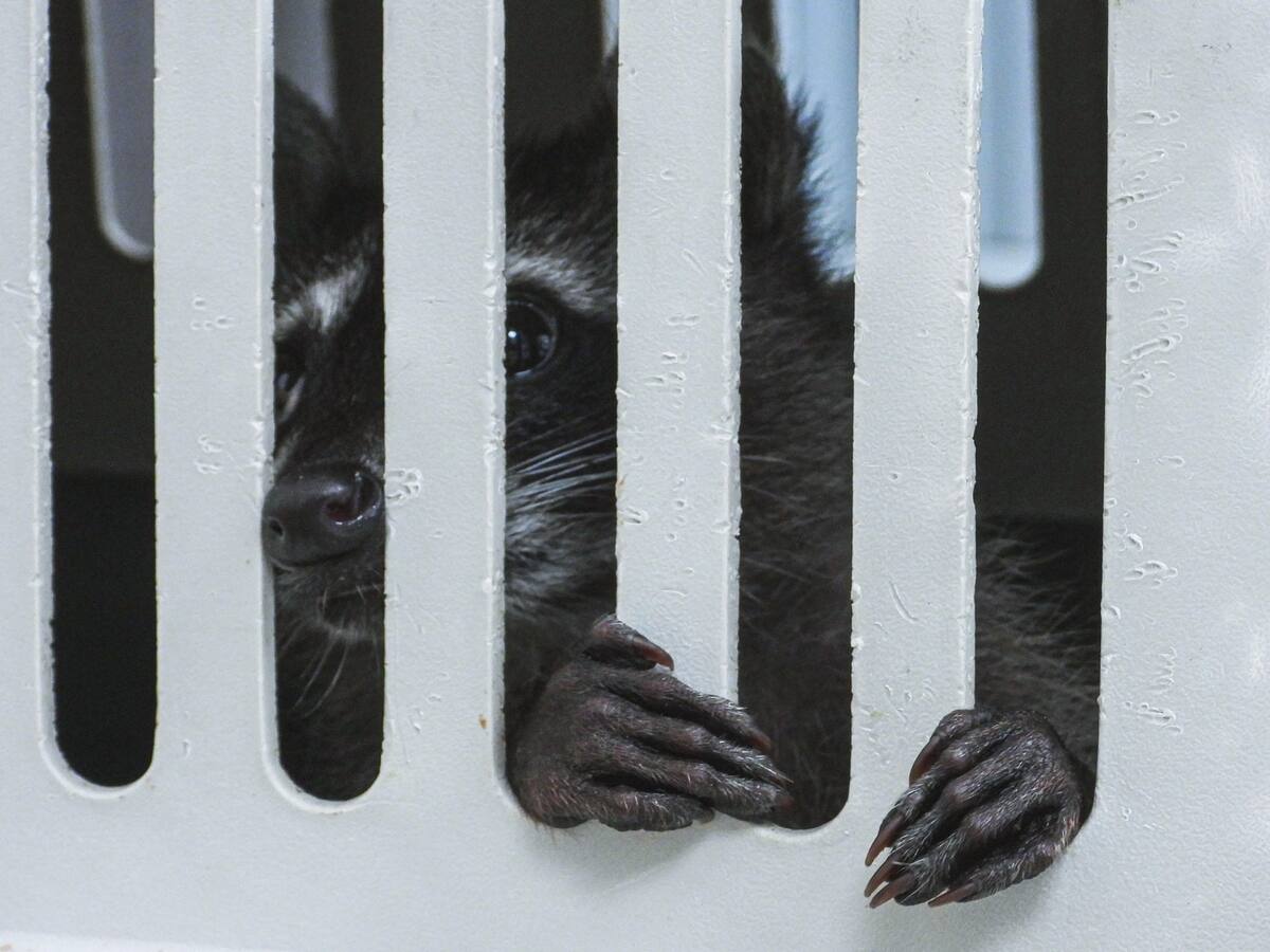 Mapache traficado ilegalmente falleció en centro de rehabilitación de Medellín