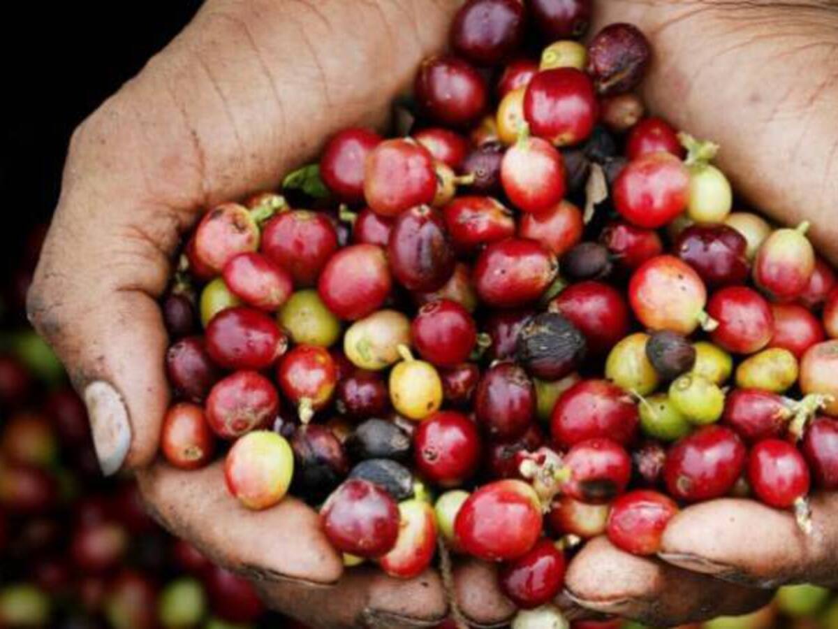 Crisis cafetera es la peor de las últimas décadas en Colombia