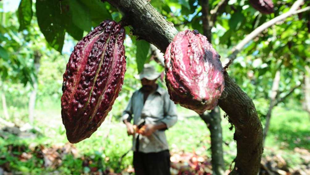 Cacaocultores de Cubará recibirán una planta del Gobierno Nacional