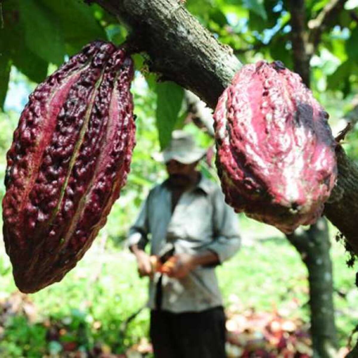 El auge del cacao desata ola de robos en cultivos en el Huila