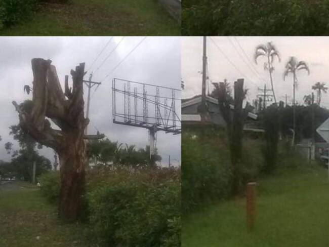 Ana Milena Ángel, fundación Amigos de los Árboles