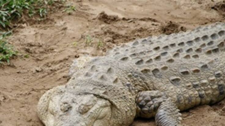 Asociación Chelonia trabaja por la conservación del Caimán Llanero