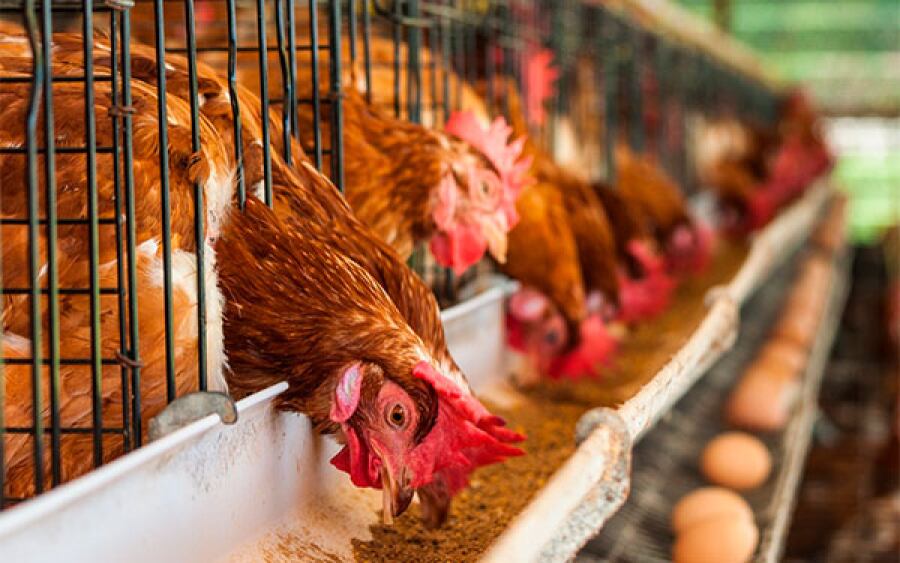 Piden a los gobiernos mayor apoyo con la compra del producto en las regiones.