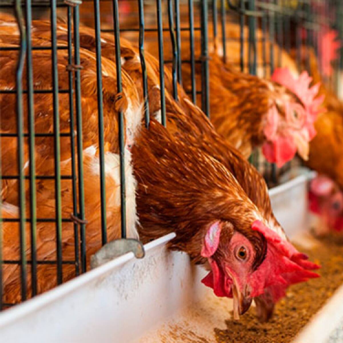 ‘Bajonazo’ en el precio del huevo afecta a productores huilenses