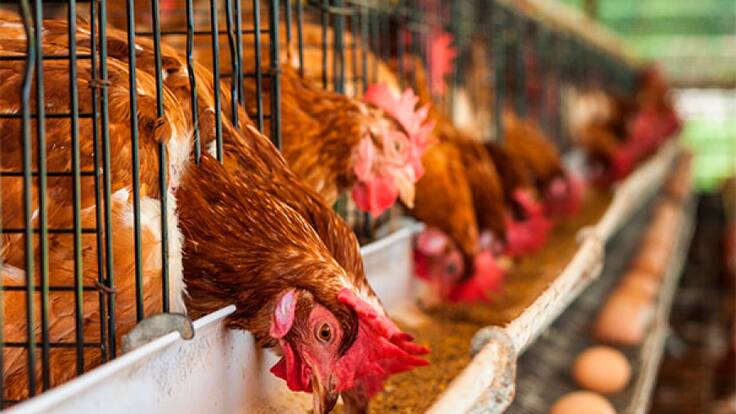 Fenavi desmiente que el aumento del ACPM incremente el precio del huevo más de un 5 %