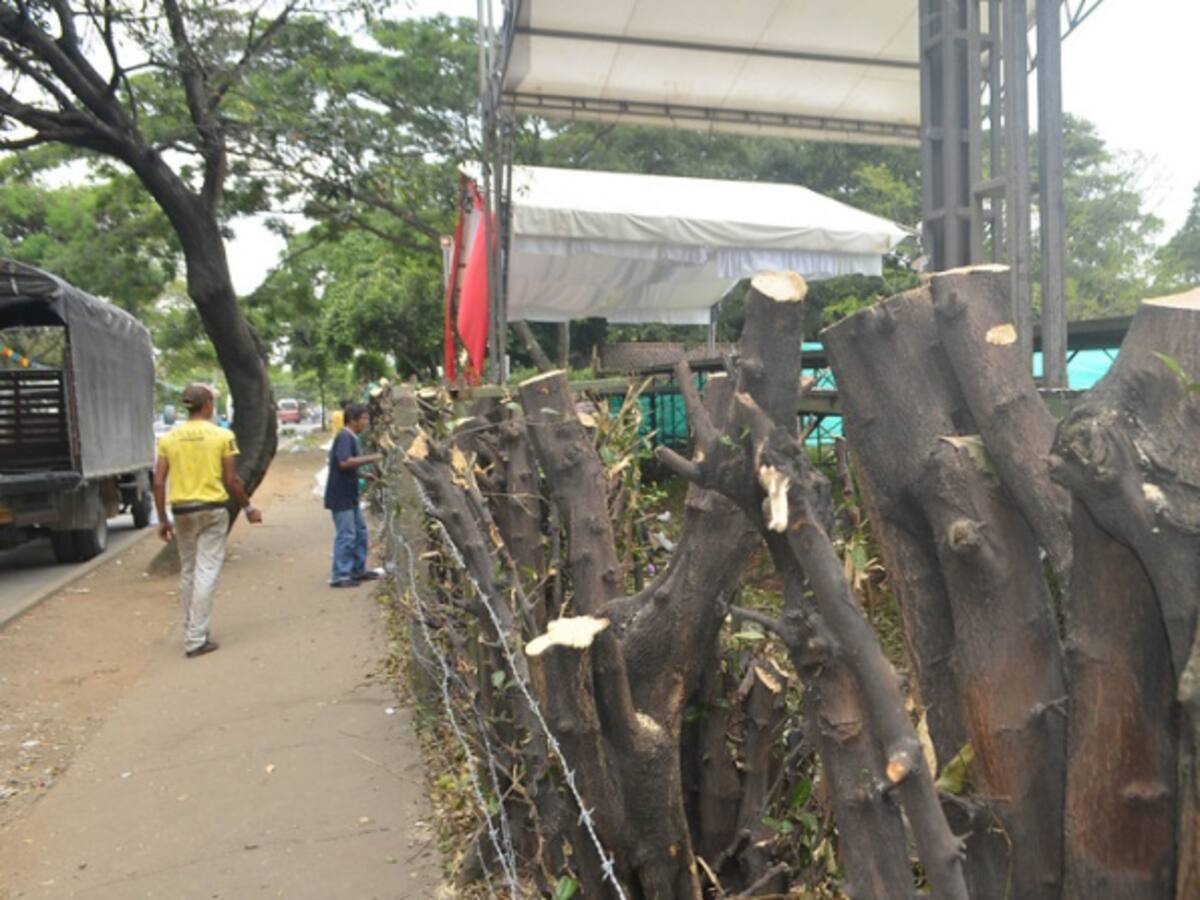 Distrito defiende tala de árboles