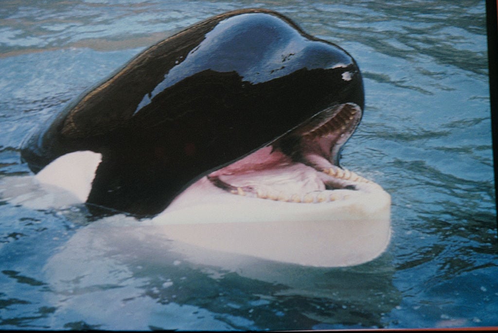 Keiko the killer whale, in his enclosure on Heimaey, one of the Vestmannaeyjar or Westman Islands off the south coast of Iceland, 21st June 1999. Keiko gained fame in 1993 for his role in the film 'Free Willy'. He was eventually released into the wild.  (Photo by Colin Davey/Getty Images)