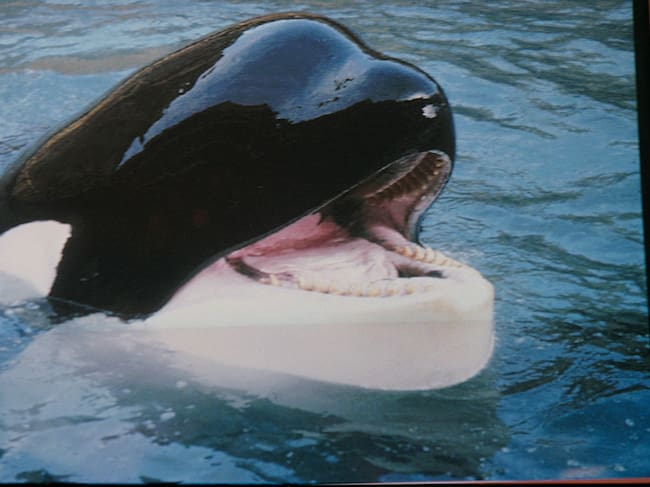 Keiko the killer whale, in his enclosure on Heimaey, one of the Vestmannaeyjar or Westman Islands off the south coast of Iceland, 21st June 1999. Keiko gained fame in 1993 for his role in the film 'Free Willy'. He was eventually released into the wild. (Photo by Colin Davey/Getty Images)