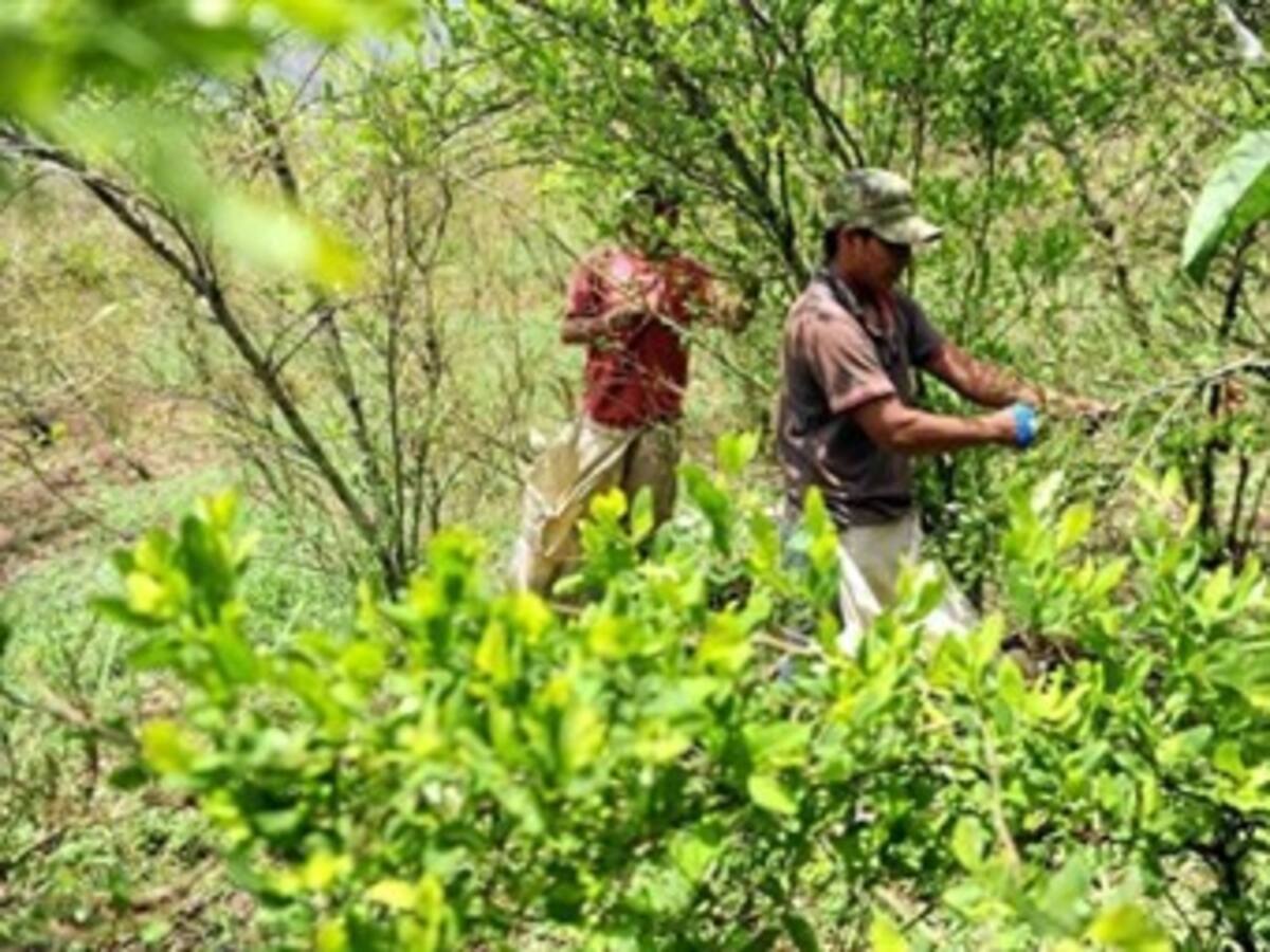 Producción de cocaína en Colombia sigue siendo alta: Naciones Unidas