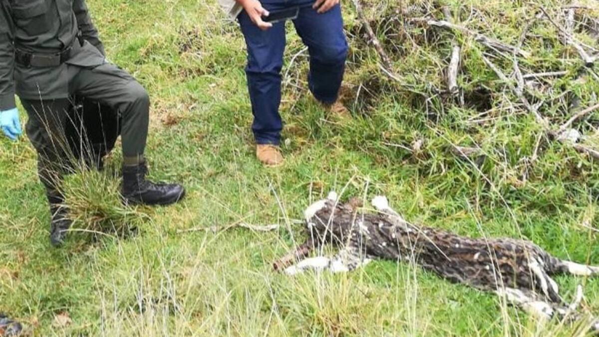 Con dos impactos de bala encuentran cuerpo de Leopardo en Salento, Quindío