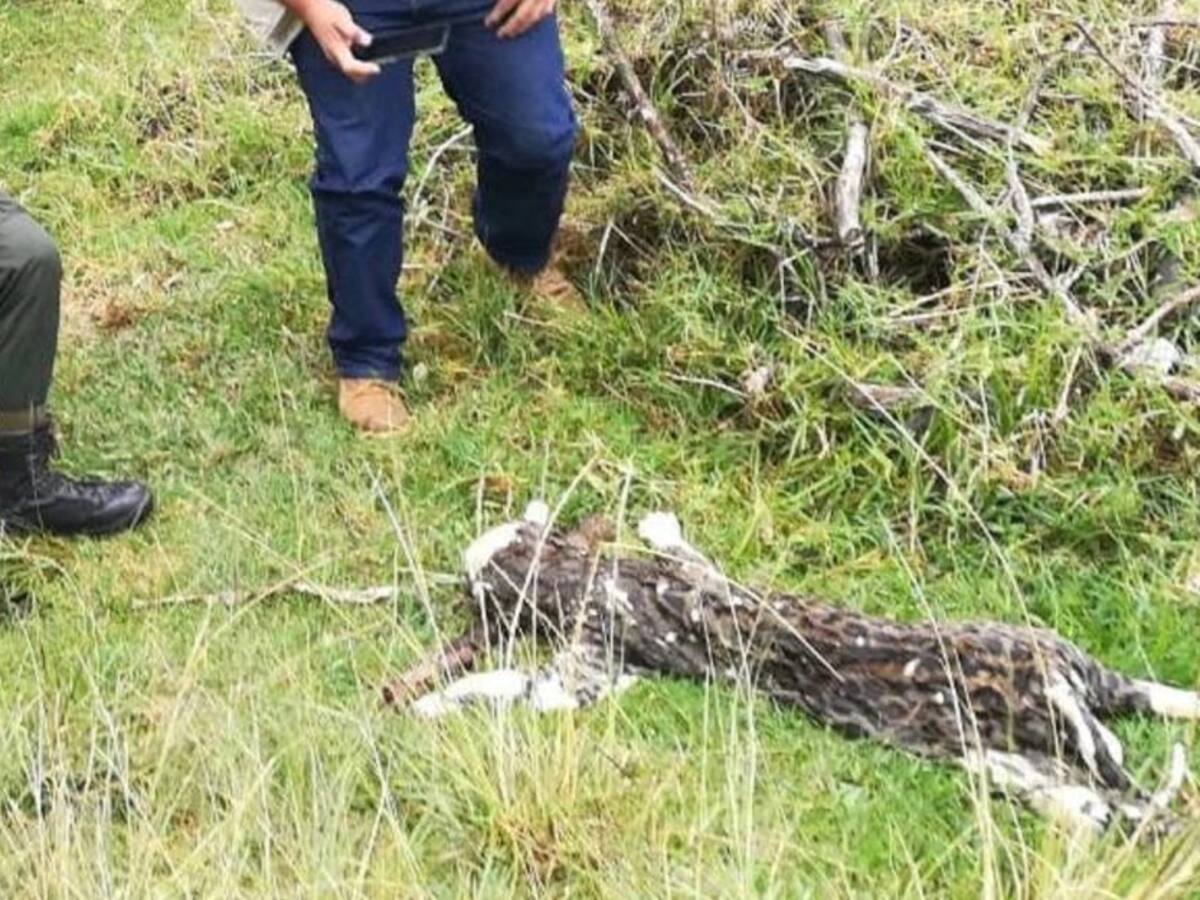 Con dos impactos de bala encuentran cuerpo de Leopardo en Salento, Quindío