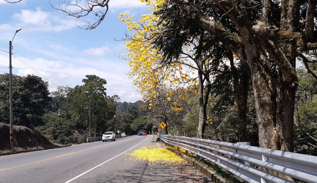 Vía del Quindío con Guayacán florecido 