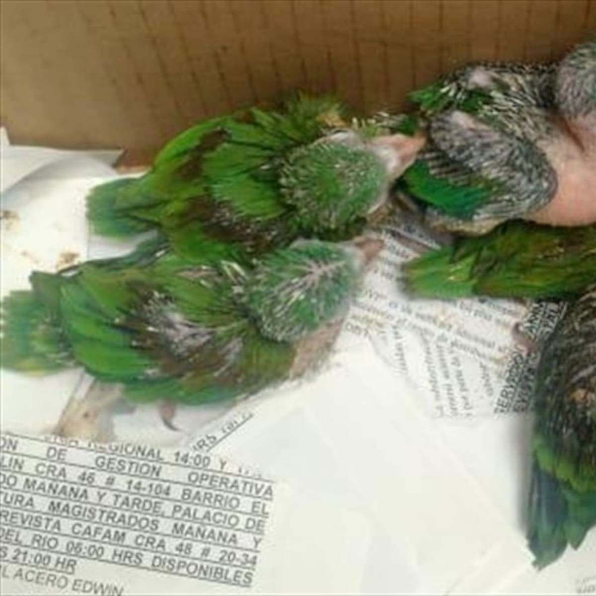 Fauna y flora en riesgo por tráfico en Semana Santa: autoridades piden denunciar delitos ambientales