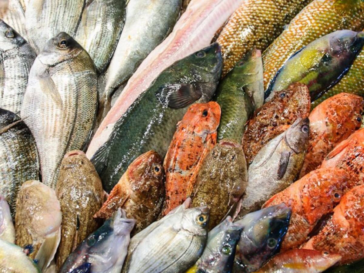 Primer Festival Fish en Neiva