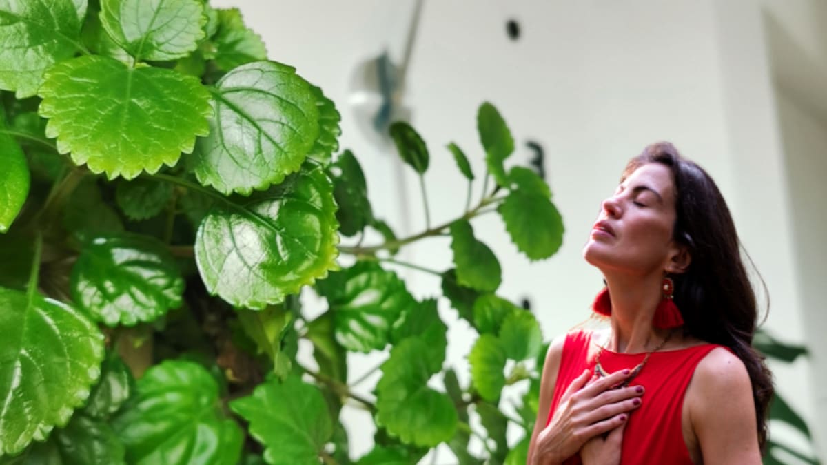 Significado espiritual de que la planta millonaria florezca en su vivienda, según Feng Shui