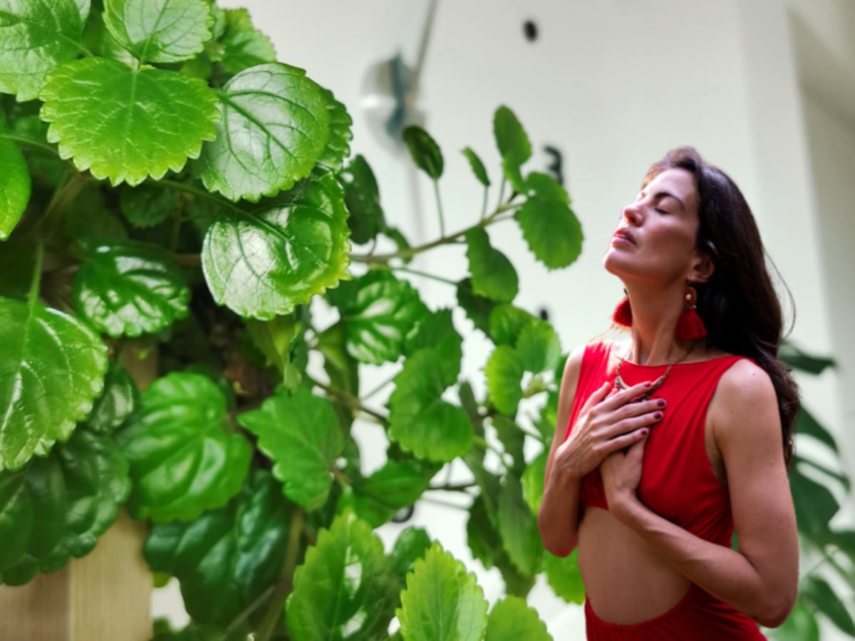 Significado espiritual de que la planta millonaria florezca en su vivienda, según Feng Shui