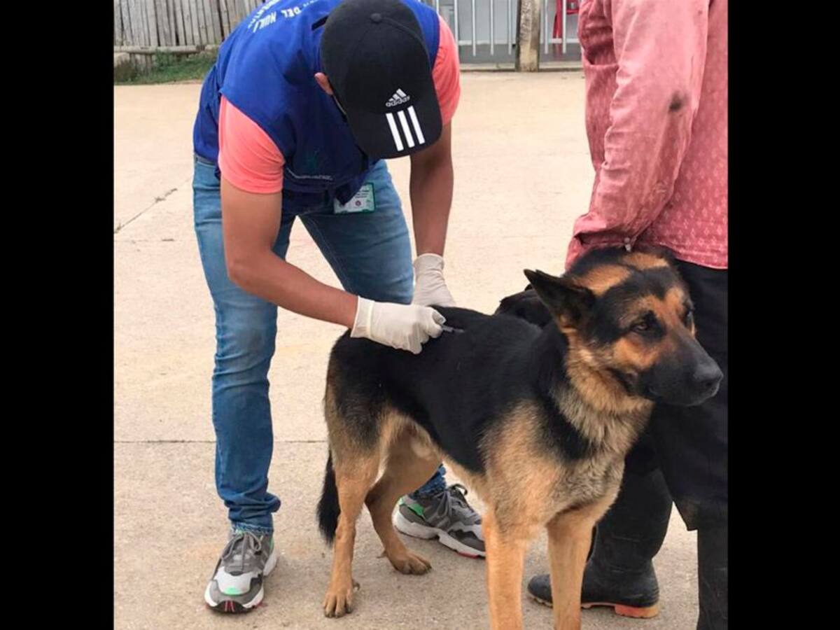 Alerta roja en el Huila por virus de la Rabia