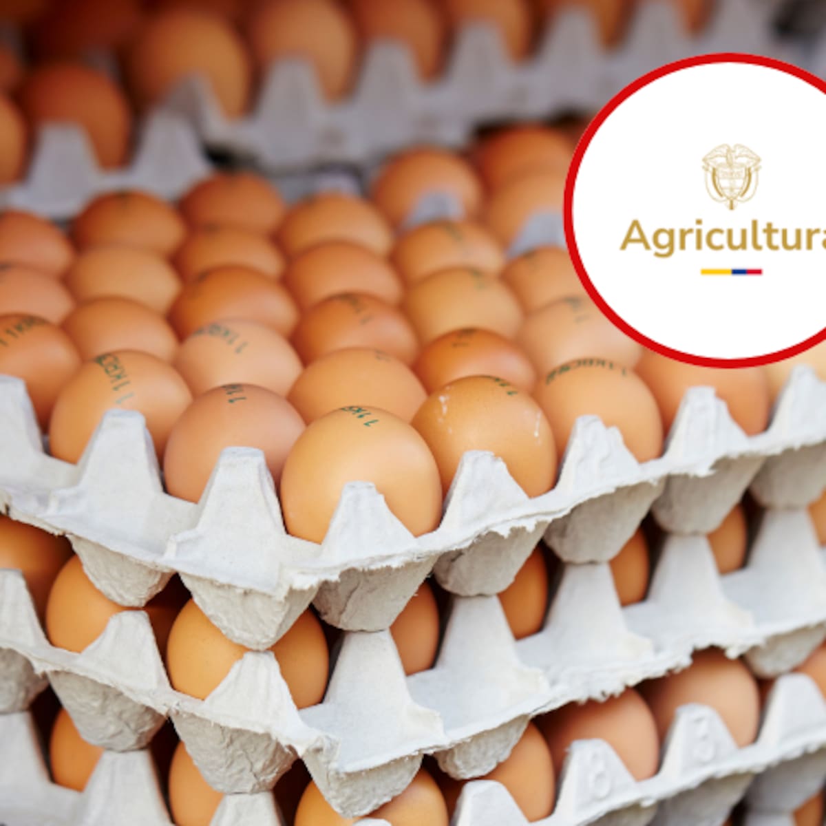 MinAgricultura inicia compra de huevos para atender a familias vulnerables y apoyar a campesinos