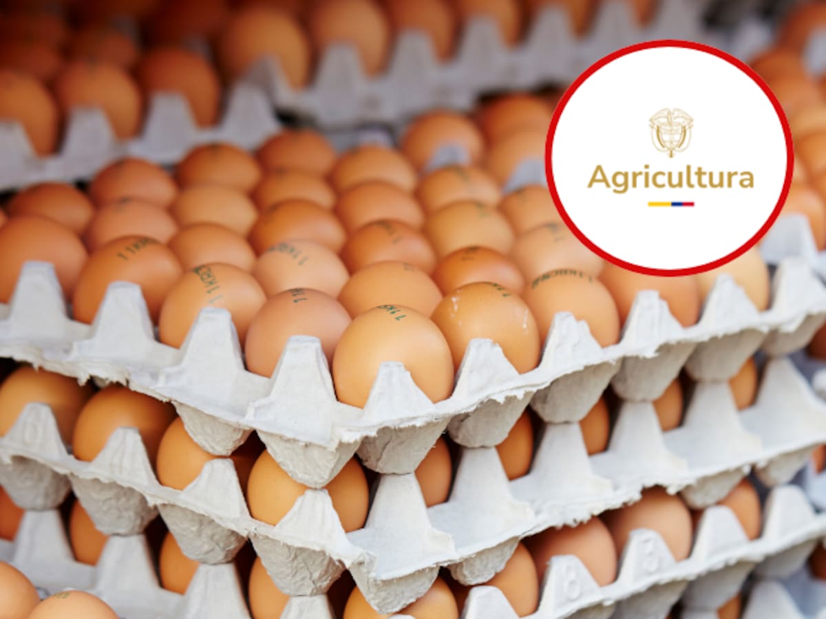 MinAgricultura inicia compra de huevos para atender a familias vulnerables y apoyar a campesinos