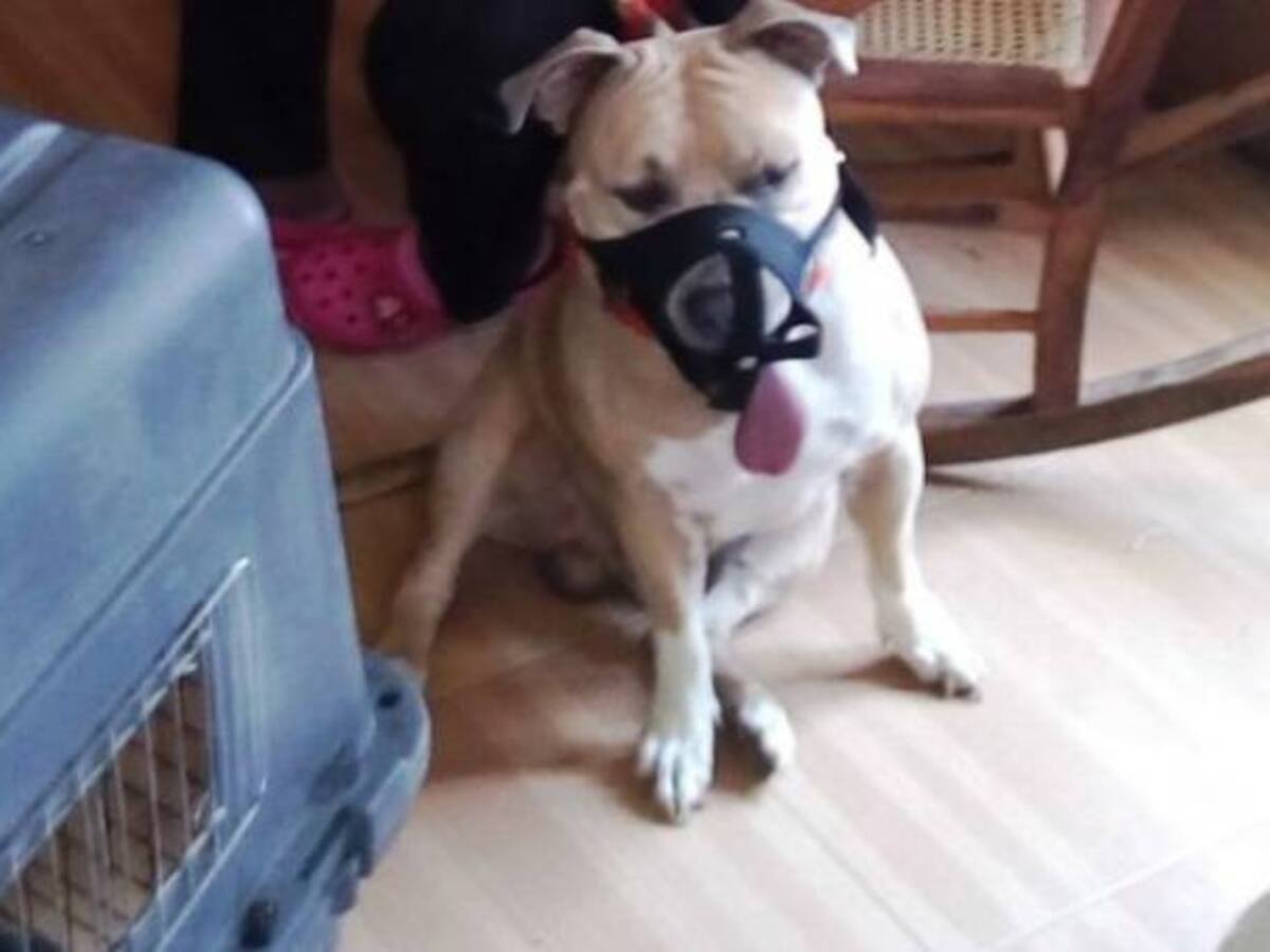 Aprehenden a perro Pitbull que mordió a una joven en el barrio Los Jardines