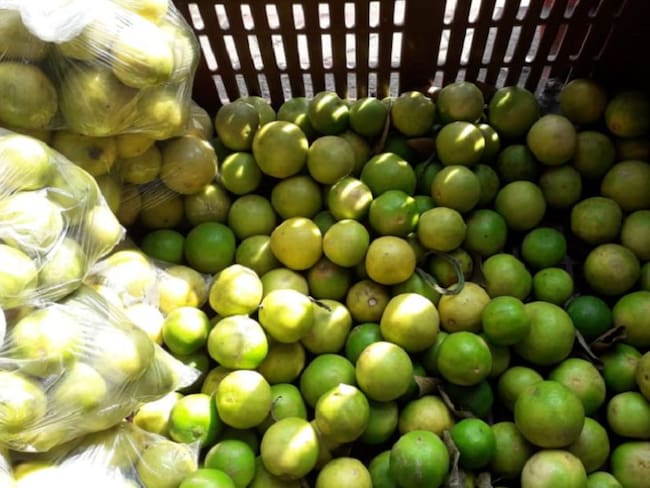 Barranquilla consume limón tolimense por plaga que afecta a los cítricos