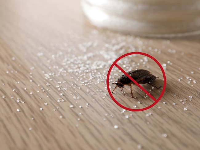 Cucaracha y azúcar, imagen de referencia - Getty Images