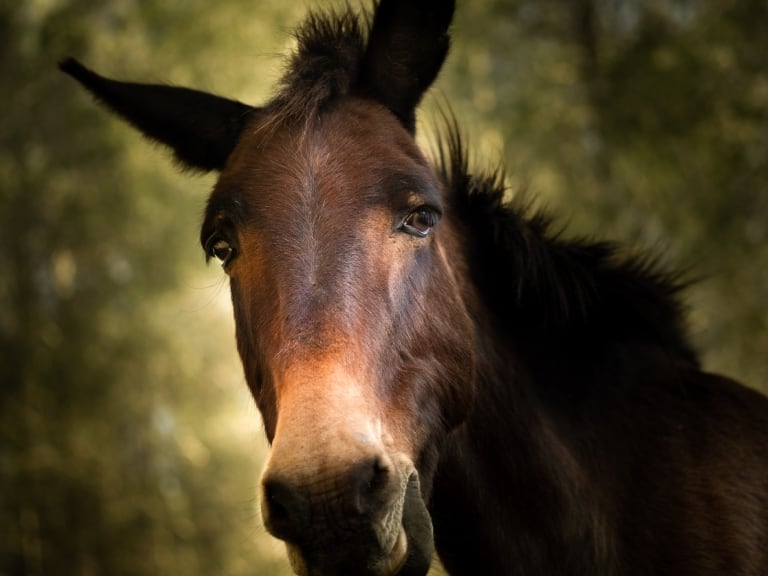 Imagen de referencia burdégano // Getty Images