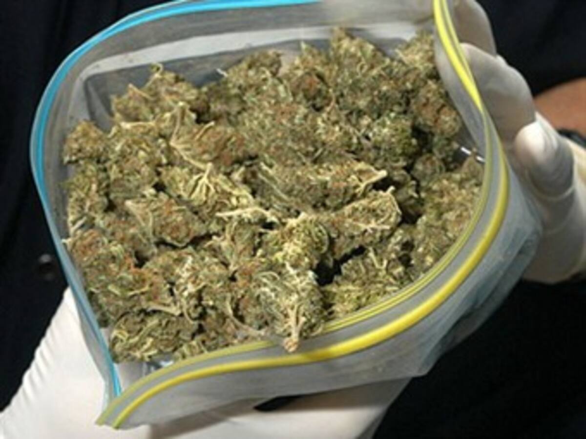 Policía decomisó 550 kilos de marihuana en Caldas