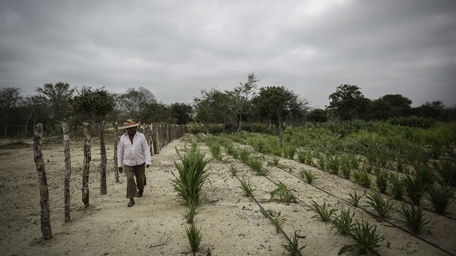La preocupación por parte de los agricultores sigue creciendo frente al tema de la desfinanciación de los seguros agropecuarios. Foto: Colprensa