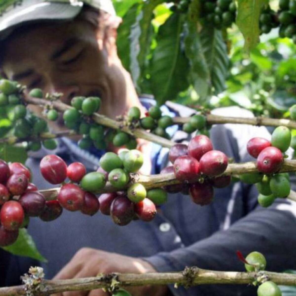$1 billón entrará a la economía de Santander por cosecha cafetera