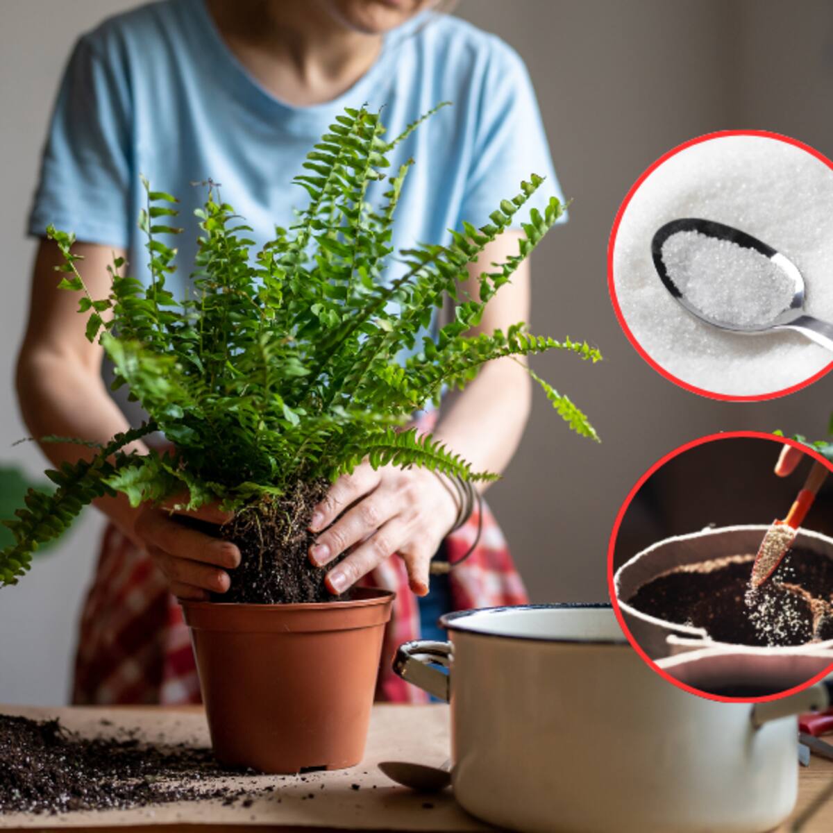 ¿Es bueno o malo? Esto le pasaría a sus plantas si les echa azúcar: respuesta científica
