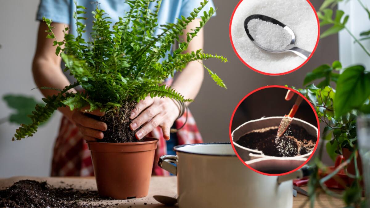 ¿Es bueno o malo? Esto le pasaría a sus plantas si les echa azúcar: respuesta científica