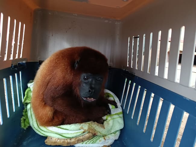 Rescatan mono aullador rojo en cautiverio en grave estado de salud