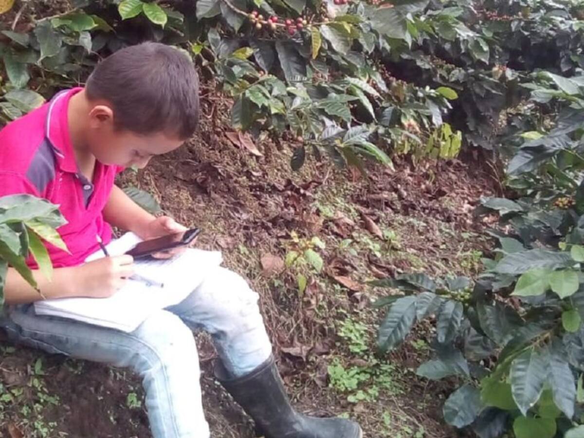 Niños del sur del Tolima realizan sus tareas en medio de cafetales