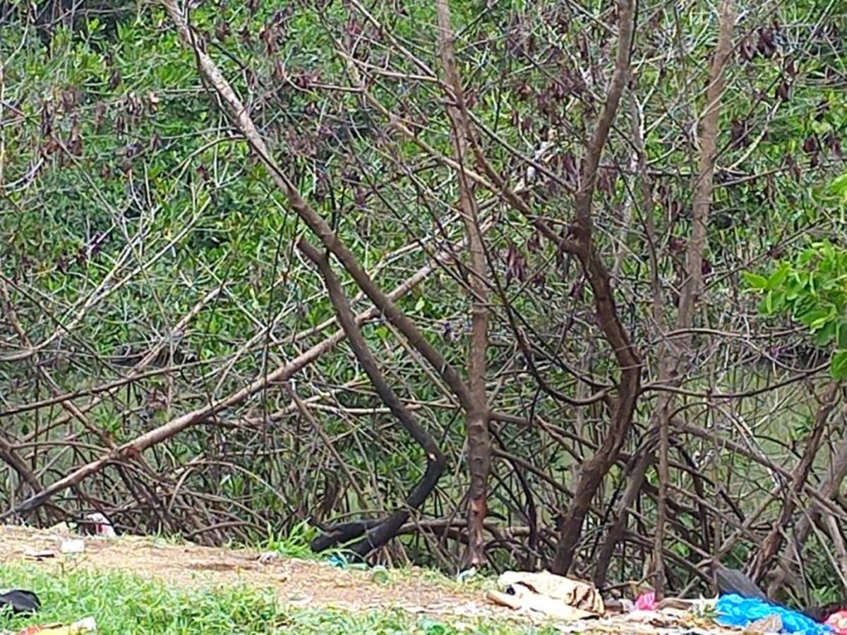 Alcaldía hará inspección para saneamiento de manglares en avenida del Lago