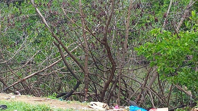 La jornada será liderada por ingenieros de la oficina de servicios públicos tras la denuncia de la fundación Verde que te Quiero Verde