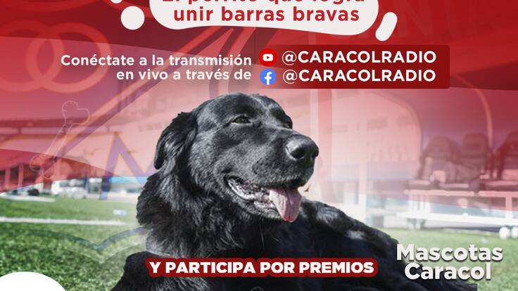 MASCOTAS CARACOL 25 DE FEBRERO.m