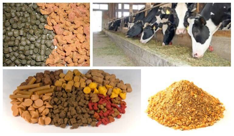 Alimentos concentrados para animales