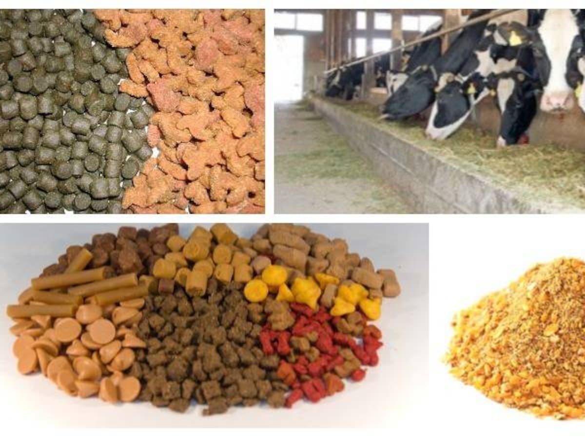 ¿Sí tienen carne, pollo, pescado y legumbres los alimentos concentrados?