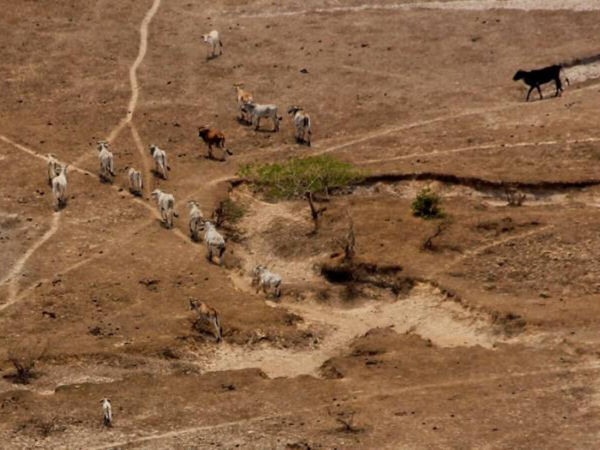 Más de 34.000 animales han muerto por la sequía: Fedegán